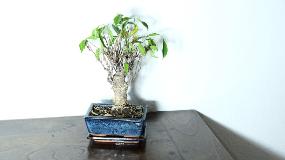 5 Common Mistakes with Indoor vs Outdoor Species (And How to Avoid Them)