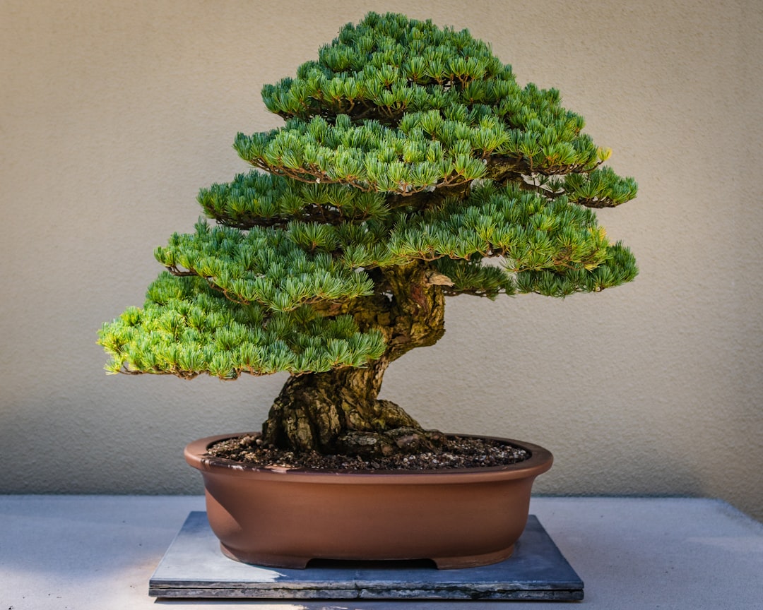 5 Common Mistakes with Juniper & Pine Care (And How to Avoid Them)