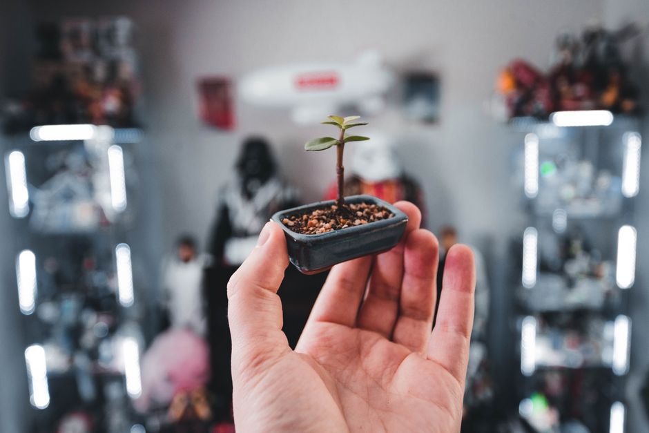 5 Common Mistakes with Soils & Repotting Secrets (And How to Avoid Them)