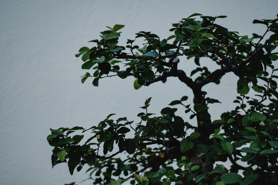 5 Common Mistakes with Wiring & Branch Shaping (And How to Avoid Them)