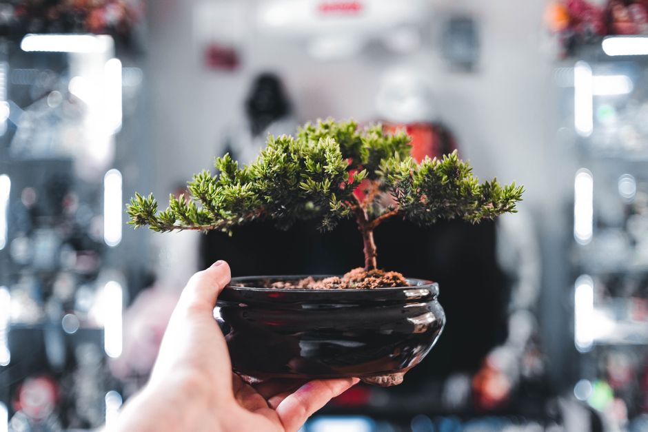 A Realistic Routine for Indoor vs Outdoor Species That Fits a Busy Life