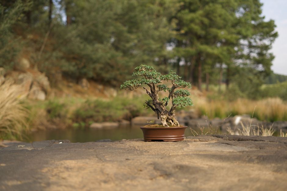 A Realistic Routine for Juniper & Pine Care That Fits a Busy Life