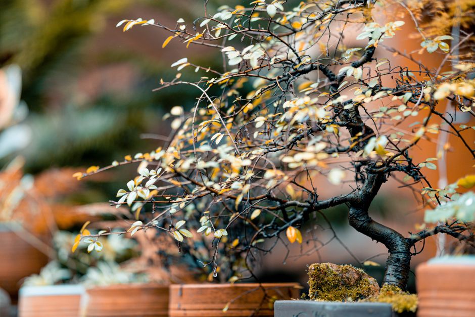 A Realistic Routine for Seasonal Feeding & Defense That Fits a Busy Life