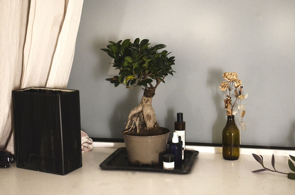 Common Myths About Indoor vs Outdoor Species I Stopped Believing