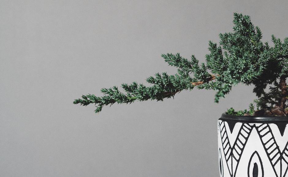 Common Myths About Juniper & Pine Care I Stopped Believing