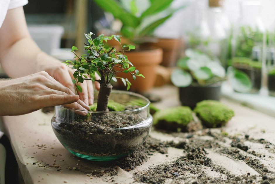 Common Myths About Soils & Repotting Secrets I Stopped Believing