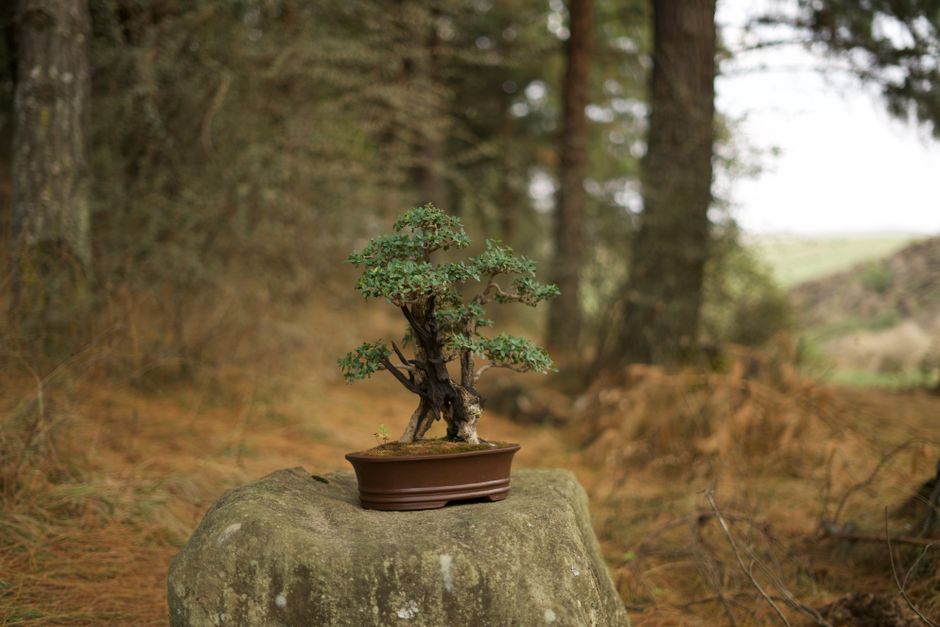 How Much Does Juniper & Pine Care Really Cost in 2026? Budget & Gear