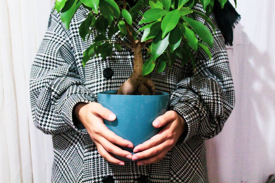Indoor vs Outdoor Species vs Alternatives : My Honest Hands-On Comparison