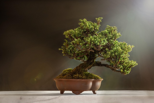 My Field Guide to Juniper & Pine Care : What Actually Works
