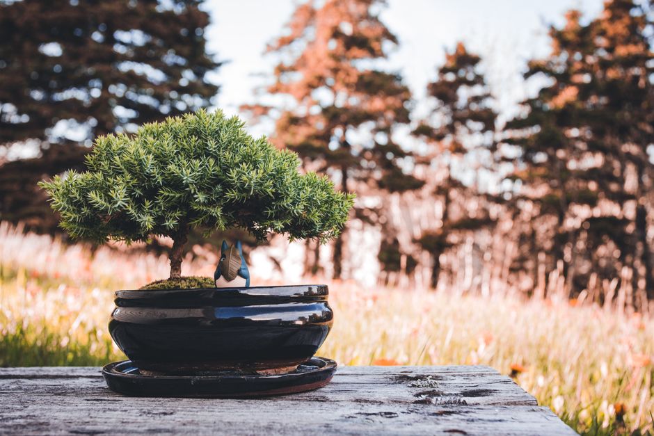 My Golden Rules for Juniper & Pine Care That Never Let Me Down