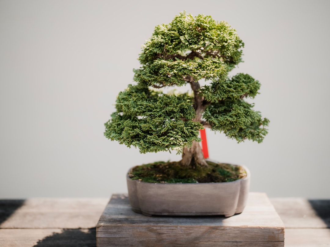 My Step-by-Step Blueprint for Juniper & Pine Care