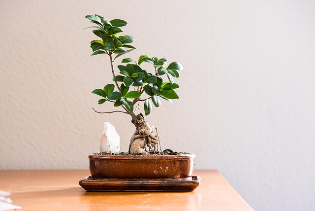 My Step-by-Step Blueprint for Soils & Repotting Secrets