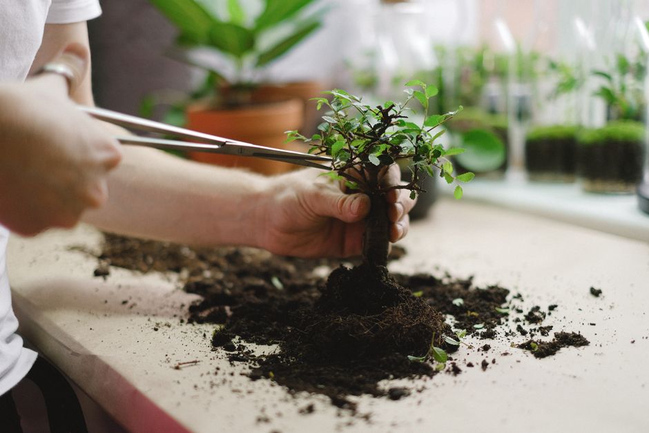 Soils & Repotting Secrets vs Alternatives : My Honest Hands-On Comparison