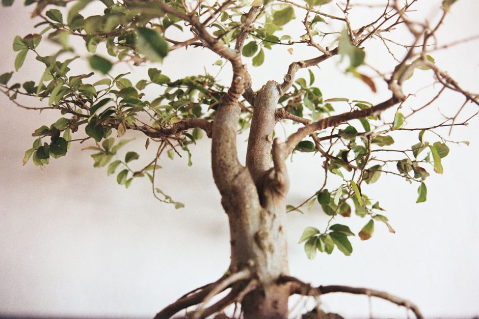 The Best Tools & Supplies I Actually Use for Indoor vs Outdoor Species