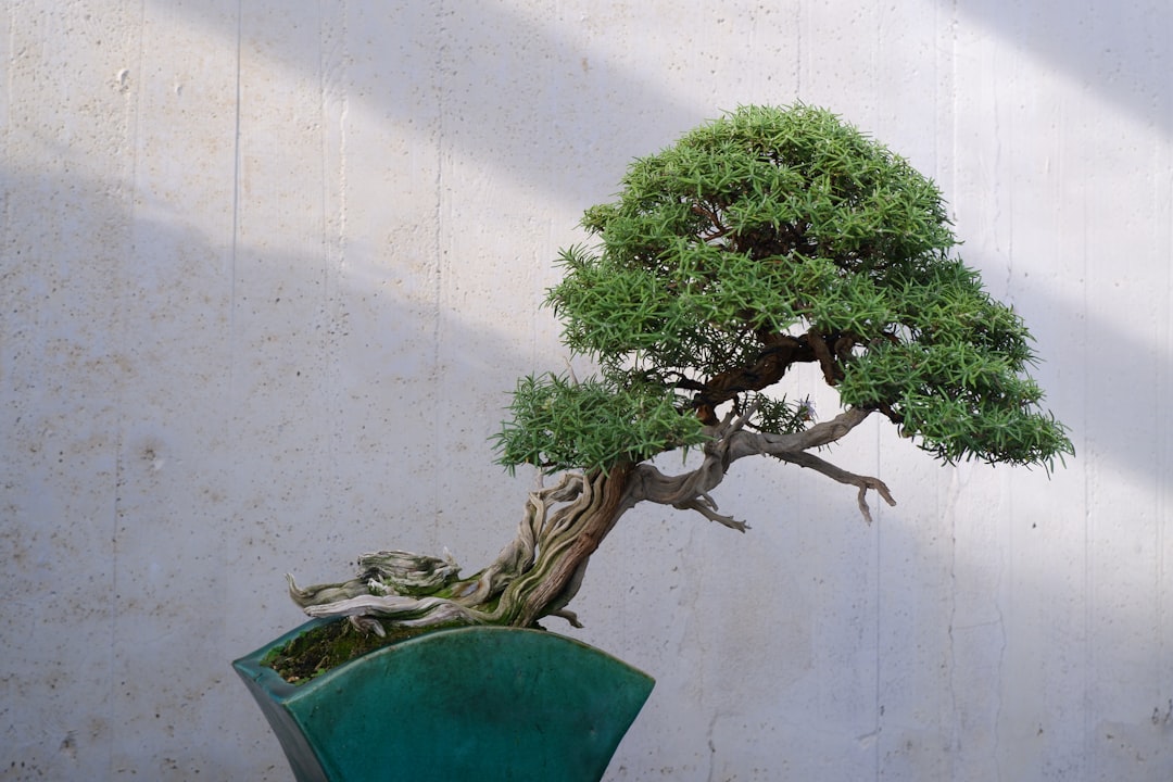 The Best Tools & Supplies I Actually Use for Juniper & Pine Care