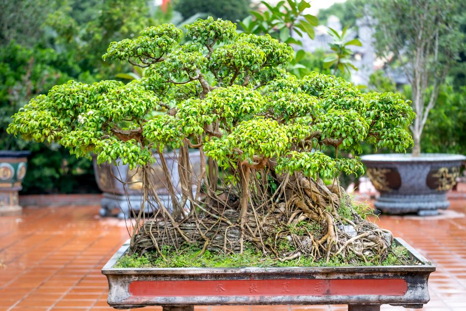 The Best Tools & Supplies I Actually Use for Soils & Repotting Secrets
