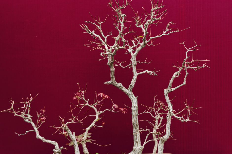 The Best Tools & Supplies I Actually Use for Wiring & Branch Shaping