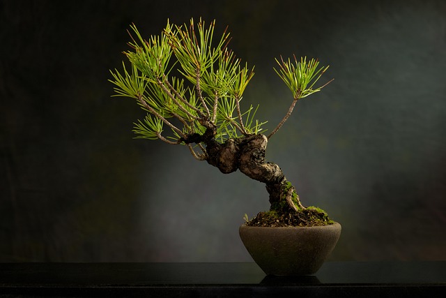 Troubleshooting Juniper & Pine Care : Diagnosing and Fixing Problems