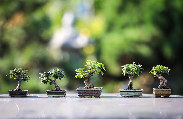 Troubleshooting Soils & Repotting Secrets : Diagnosing and Fixing Problems