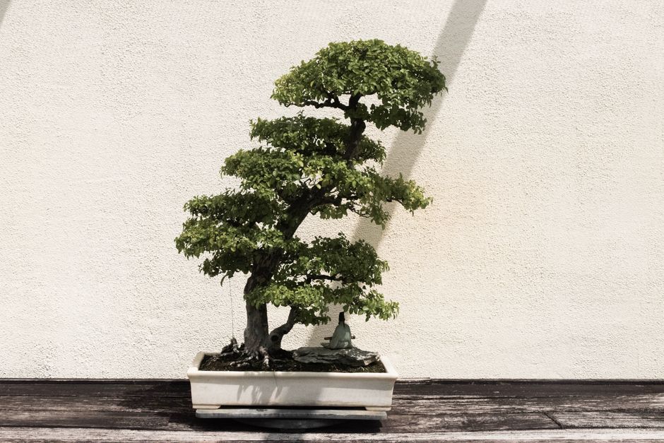 Wiring & Branch Shaping vs Alternatives : My Honest Hands-On Comparison